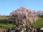 三春滝桜2010ﾀﾞｲｼﾞｪｽﾄ4.25　2010 Miharu waterfall cherry blossoms digest